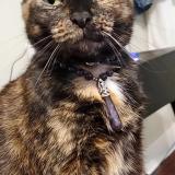 Photo de chat perdu à Burkburnett