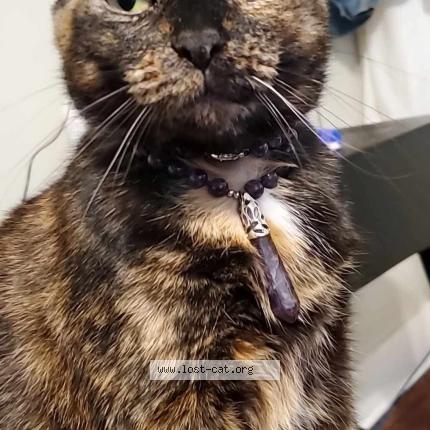 Photo 1/1 Spooky Chat perdu à Burkburnett