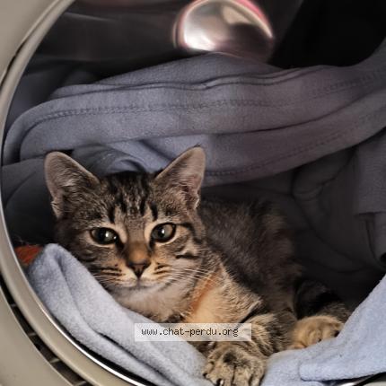 Photo 1/1 mimine Chat perdu à Beuvry france