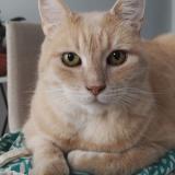 Photo de chat perdu à Plumelec