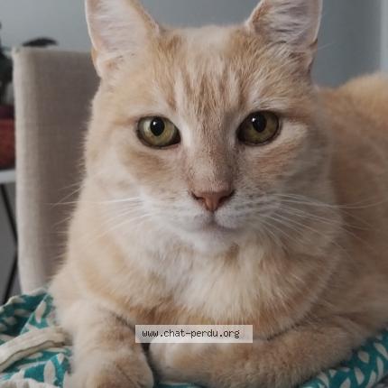 Photo 1/1 Chat retrouvé Perdu à Plumelec