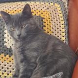 Photo de chat perdu à Limay