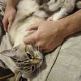 Photo de chat perdu à Etampes