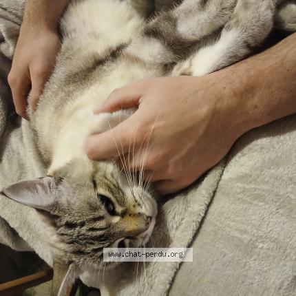 Photo de chat perdu à Etampes