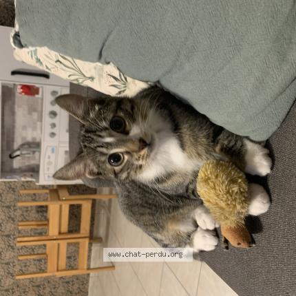 Photo 1/1 Chat retrouvé Perdu à Ostricourt