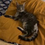 Photo de chat perdu à Tournon Sur Rhone