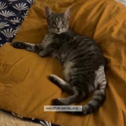 Photo 1/1 Chat retrouvé Perdu à Tournon sur rhone