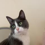 Photo de chat perdu à Saint Laurent Sur Manoir