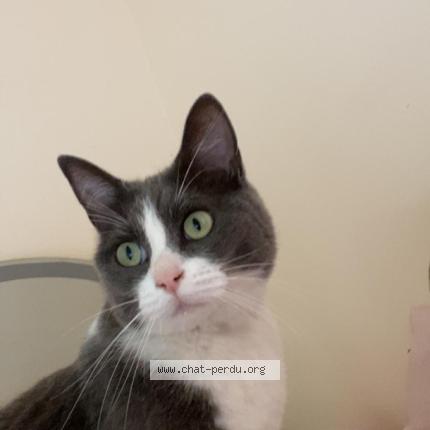 Photo 1/1 Merkel Chat perdu à Saint laurent sur manoir