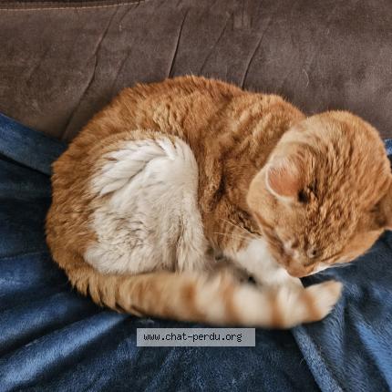 Photo 1/1 Chat retrouvé Trouvé à La chapelle st laurent