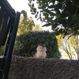 Photo de chat trouvé à St Bres