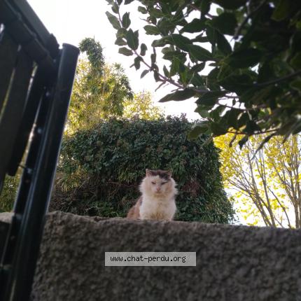 Photo 1/1 Chat trouvé Trouvé à St bres