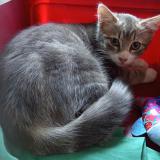 Photo de chat perdu à Clermont Ferrand