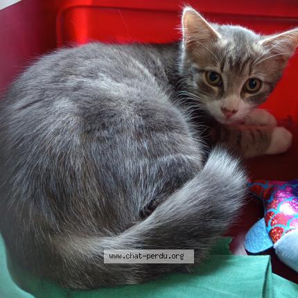 Photo 1/1 Sacha Chat perdu à Clermont ferrand