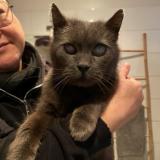 Photo de chat trouvé à Wattrelos