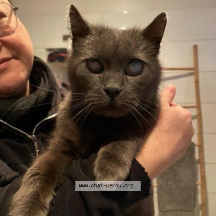 Photo 1/1 Chat trouvé Trouvé à Wattrelos