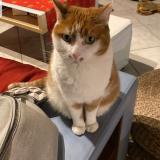 Photo de chat perdu à Beaune