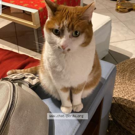 Photo 1/1 Chat retrouvé Perdu à Beaune