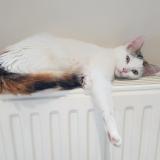 Photo de chat perdu à Houilles