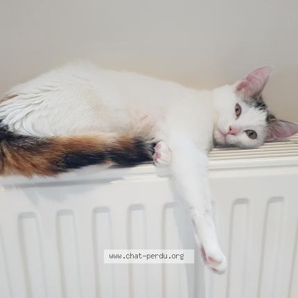 Photo 1/1 Chat retrouvé Perdu à Houilles