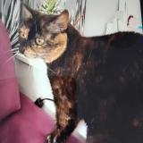 Photo de chat perdu à Niort