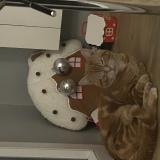 Photo de chat perdu à Lambersart