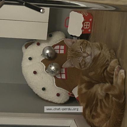 Photo 1/1 Aïko Chat perdu à Lambersart