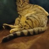 Photo de chat perdu à Rions