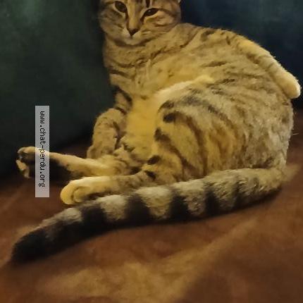 Photo 1/1 Polly Chat perdu à Rions