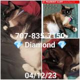 Photo de chat perdu à Santa Rosa