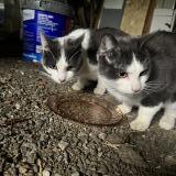 Photo de chat trouvé à La Perouille