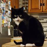 Photo de chat perdu à Champsac