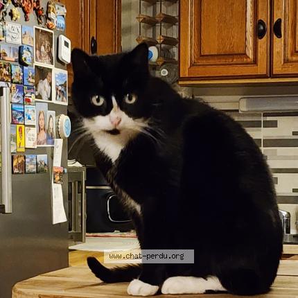 Photo 1/1 Mimi Chat perdu à Champsac