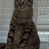 Photo de chat perdu à Sainte Soulle