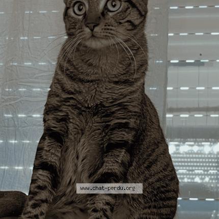 Photo 1/1 Praline Chat perdu à Sainte soulle