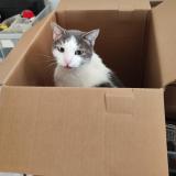 Photo de chat perdu à Theziers