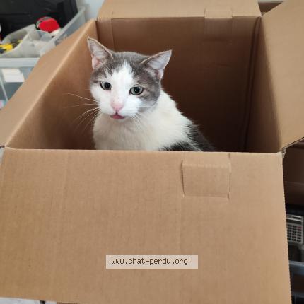 Photo 1/2 Tac Chat perdu à Theziers