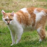 Photo de chat perdu à Saint Lo