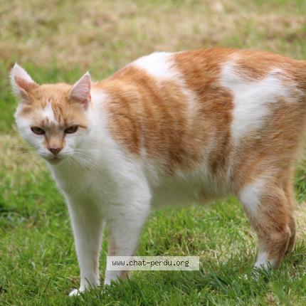 Photo 1/1 Leclerc Agn&egrave;s Chat perdu à Saint lo