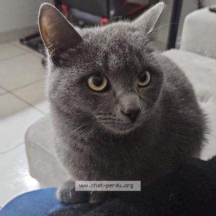 Photo 1/1 Yoshi Chat perdu à Saint esteve