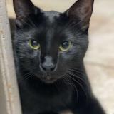 Photo de chat perdu à Clairegoutte