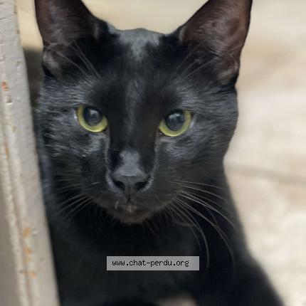 Photo 1/1 Ozzy Chat perdu à Clairegoutte