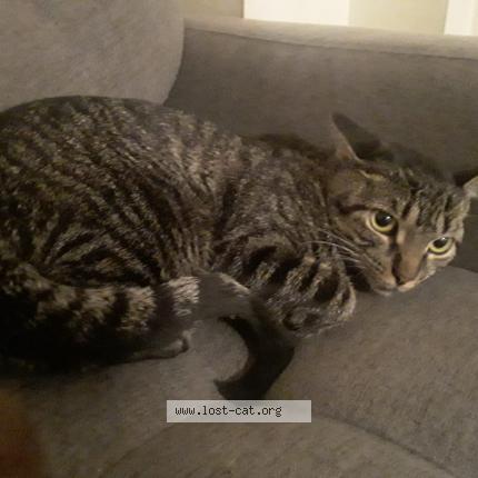 Photo 1/1 Bella Chat perdu à Ajax