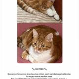 Photo de chat perdu à Aubervilliers