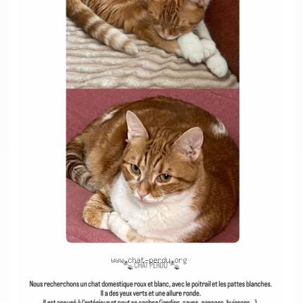 Photo 1/1 Pamuk Chat perdu à Aubervilliers