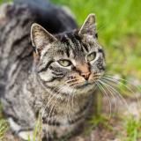 Photo de chat trouvé à Nevers