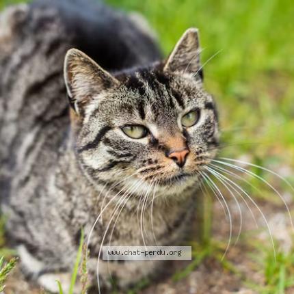 Photo 1/1 Chat trouvé Trouvé à Nevers