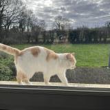 Photo de chat trouvé à Pedernec