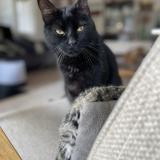 Photo de chat perdu à Gap