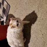 Photo de chat trouvé à Montrelais